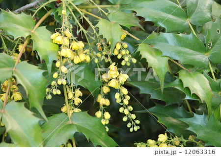 ひいらぎなんてん ひいらぎなんてん 12063316