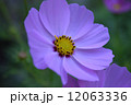 コスモス 12063336