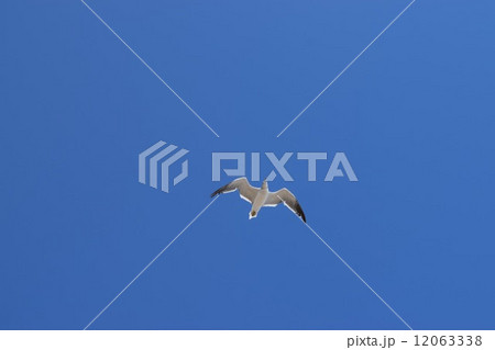 かもめと空 12063338