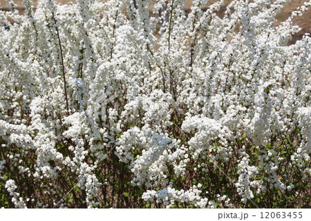 八重咲きのゆきやなぎ 12063455
