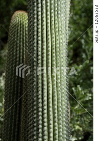 69046　サボテン 12063533
