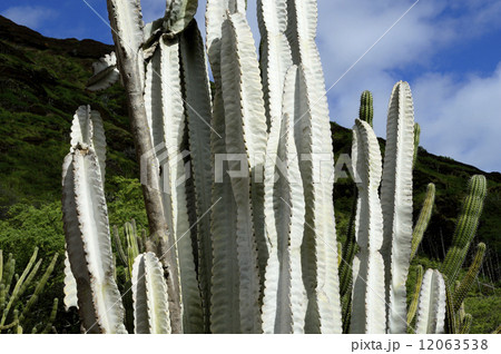 69050　サボテン 12063538