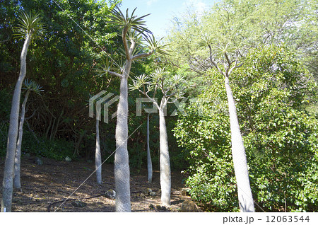 69056 アアソウカイ 69056 アアソウカイ 12063544