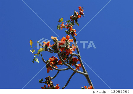 69076　シルクコットンツリー 12063563