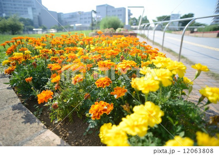 Flowers 12063808