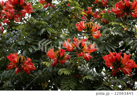 69208　カエンボク 12063845