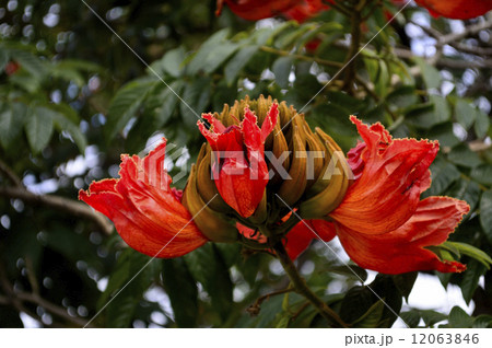 69209　カエンボク 12063846