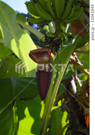 69212　バナナ 12063849