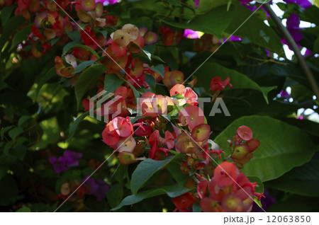 69213　チャイニーズハット 12063850