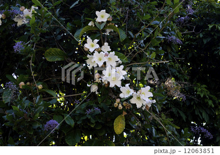 69214　ボーモンティア 12063851