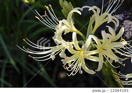 シロバナマンジュシャゲ(白花曼珠沙華) シロバナマンジュシャゲ(白花曼珠沙華) 12064165