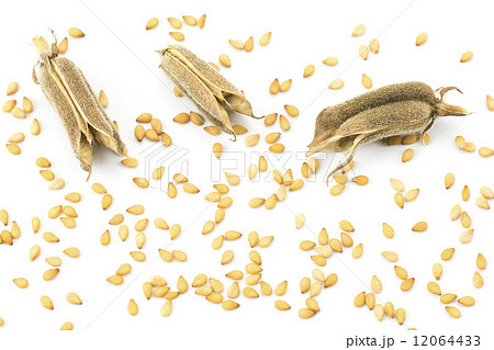 金ゴマの鞘と実 12064433