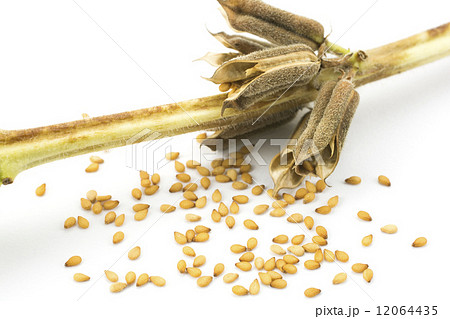 金ゴマの鞘と実 12064435