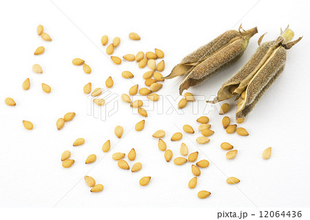 金ゴマの鞘と実 12064436