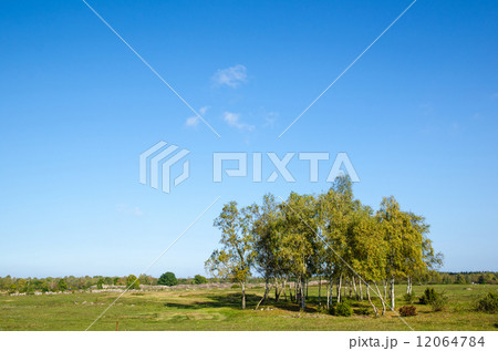 Birch trees gove at early autumn 12064784
