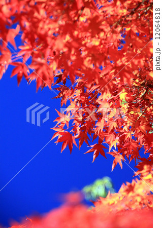 紅葉 12064818