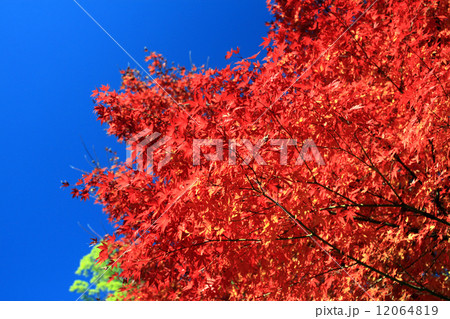 紅葉 12064819