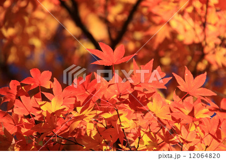 紅葉 12064820