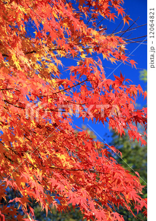 紅葉 12064821