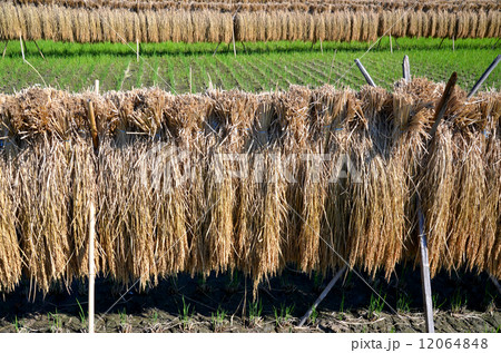 稲架 12064848