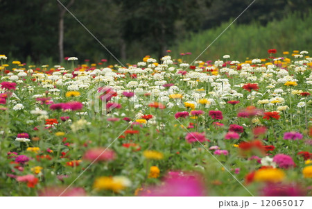 ジニア　ヒャクニチソウ　花畑　白　ひたち海浜公園 12065017