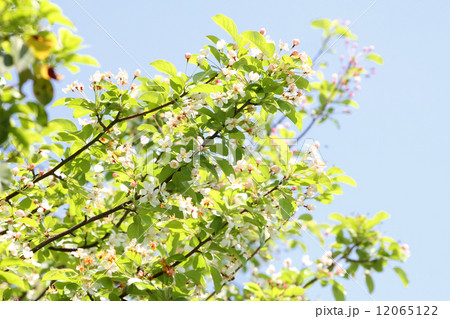 ズミ ズミ 12065122