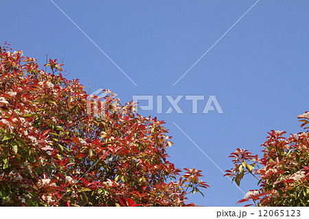 カナメモチ カナメモチ 12065123