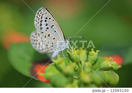 ヤマトシジミ 12065150