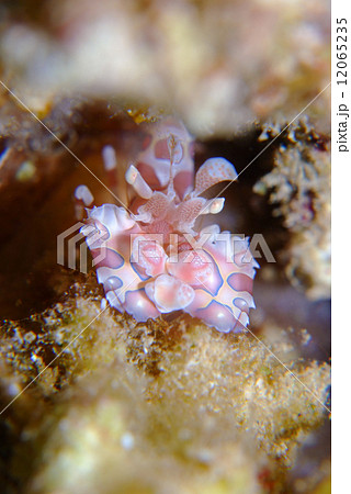 フリソデエビ フリソデエビ 12065235