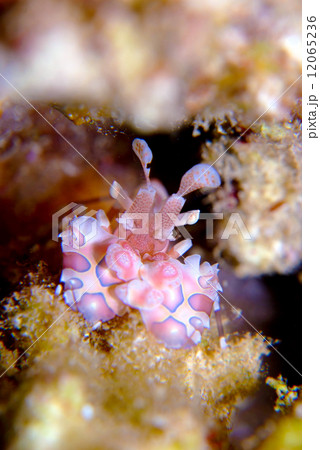 フリソデエビ 12065236