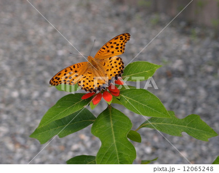 ツマグロヒョウモン 12065248