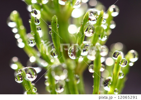 スギナの朝露 12065291