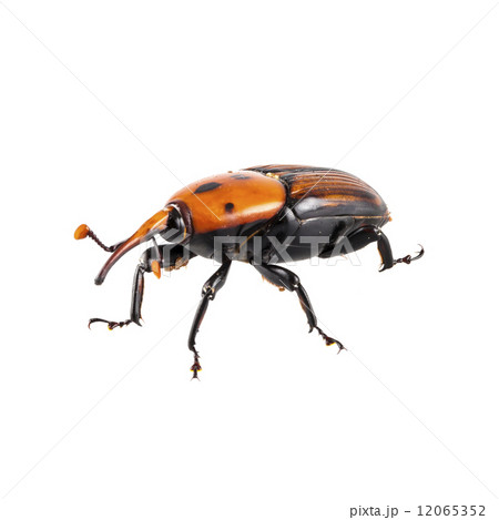 red palm weevil red palm weevil 12065352