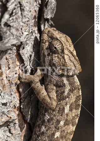 chameleon climbing 12065360