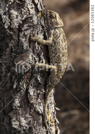 chameleon climbing chameleon climbing 12065362