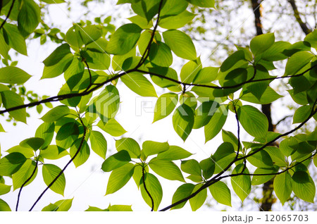 新緑 12065703