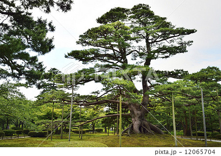 兼六園 根上松 兼六園 根上松 12065704