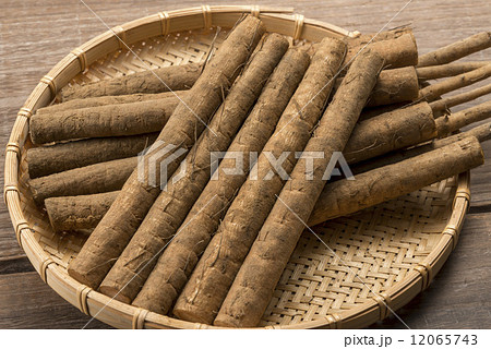 ごぼう 12065743