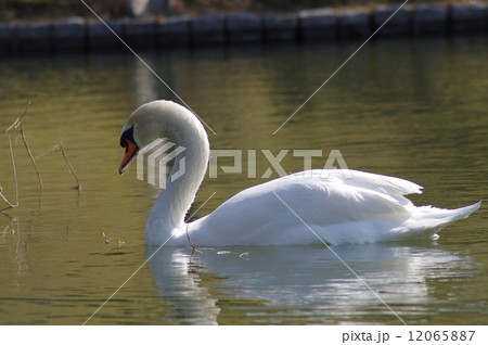 コブハクチョウ 12065887