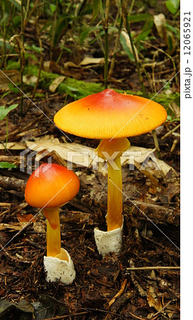 タマゴタケ 12065921