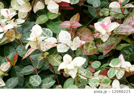 ハツユキカズラ ハツユキカズラ 12066225