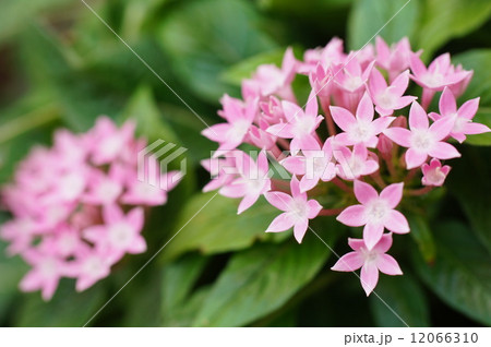 ペンタスの花 12066310