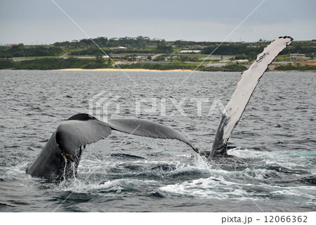ザトウクジラの競演 ザトウクジラの競演 12066362