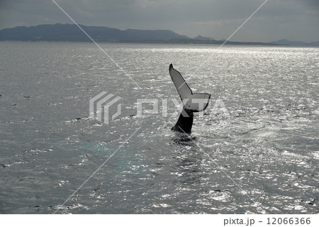 ザトウクジラ 12066366