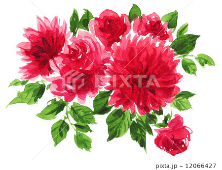 rosedahlia14920pix1 12066427