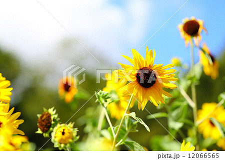 ひまわり（Sunflower） 12066565