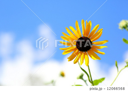 ひまわり（Sunflower） 12066568