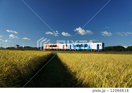 稲穂の中を走るおばこ号（曲沢駅） 12066618