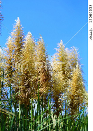 パンパスグラス パンパスグラス 12066658