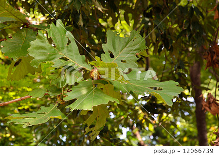 樹木・カシワ　ブナ科 12066739